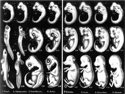 haeckel.jpg
