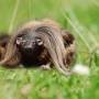 000000000000000000000800px-wild_haggis.jpg