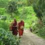mahathera_walking.jpg