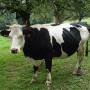 prim_holstein.jpg