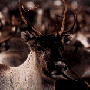 renflock-small.gif