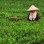 viet.jpg