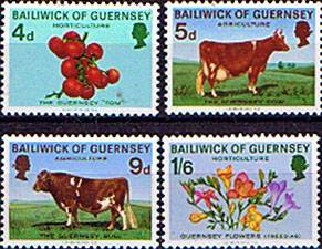 guernsey.jpg